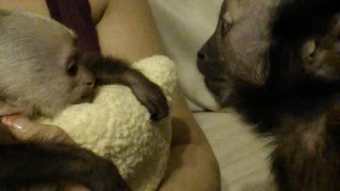 Loving Capuchin Monkey Entertains Baby As Motherly Instincts Kick In