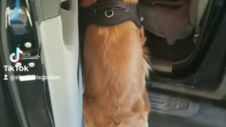 Golden Retriever needs help getting in the truck haha!