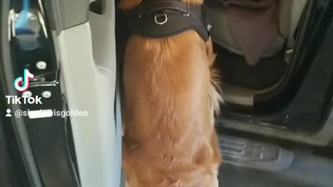 Golden Retriever needs help getting in the truck haha!