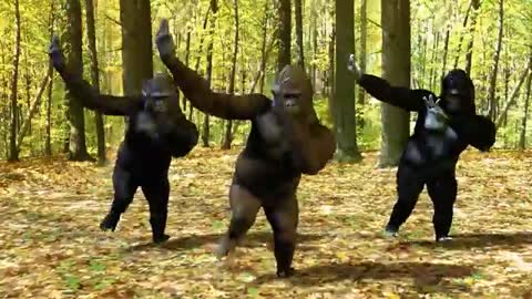 Watch:The crazy thing we do officially (Dancing monkey