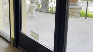 Funny Dog Begs in Window