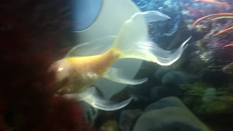 Goldfish swimming