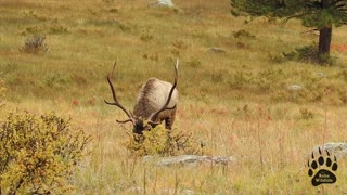 Bugling Elk. - Nice Bull Elk in RMNP