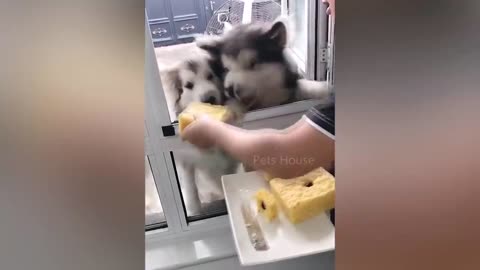 DOG REACTION TO CUTTING REAL CAKE
