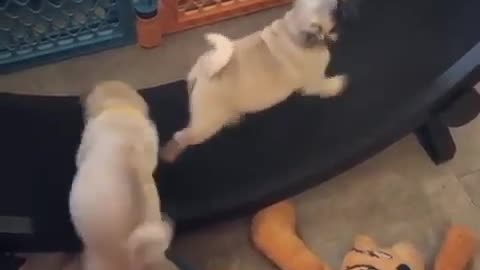 Pug puppies adorably run on exercise wheel