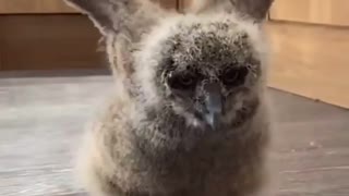 The evolution of an baby Owl