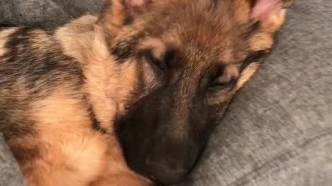 German Shepherd puppy naps just like humans