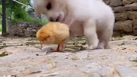 Pet dogs and chickens