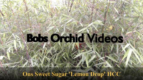 Sweet Sugar 'Lemon Drop' HCC