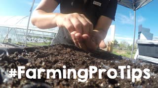 Planting Provider Bush Bean