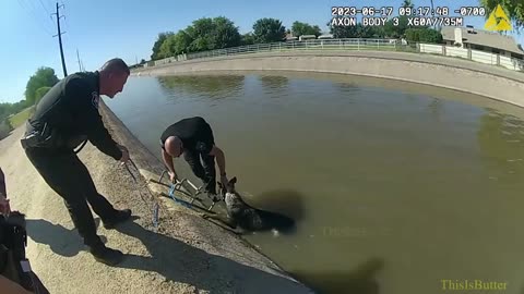 Glendale officers use treat to rescue German shepherd stuck in a canal