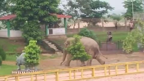 Elephant enter in village area || elephant is 😡 angry || food searching came in village