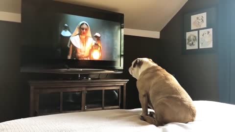 Bulldog’s Reaction To The Nun Trailer very funny