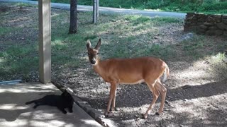 Rescued Fawn Gives Sweet Kisses To a Cat