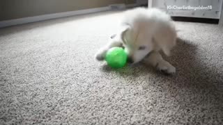 White golden retriever puppy on carpet playing with green ball