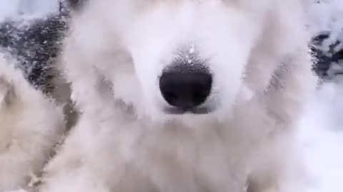 Dog play with snow look cool