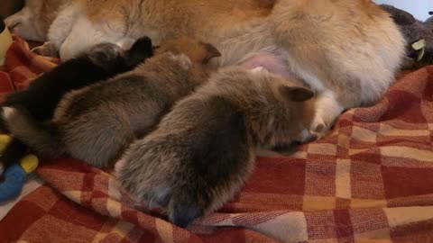 Corgi Dog Feeding Puppy Pet Animal