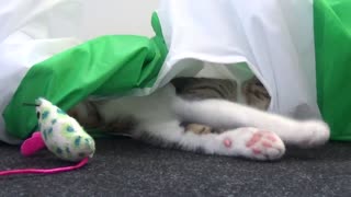 Funny Kitten Plays in Cat Tunnel