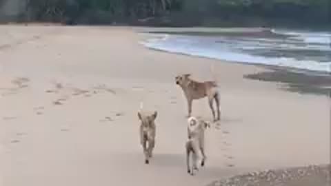 Three dogs are jogging on the beach