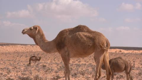 Video Of Camels
