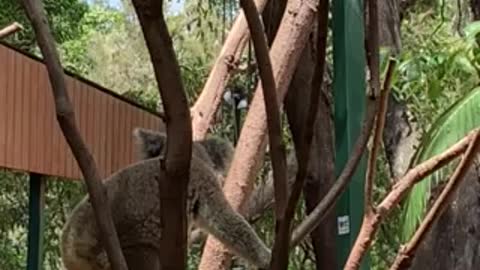 Koala in Currumbin wildlife sanctuary