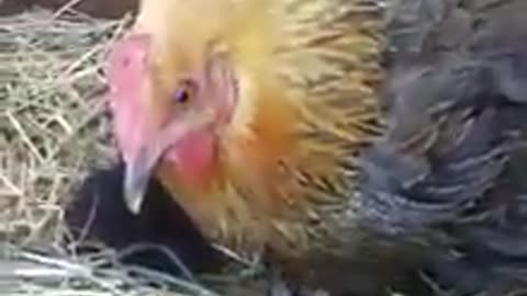 The chick sits on a stunning surprise