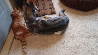 Husky Secretly Cuddles Cat