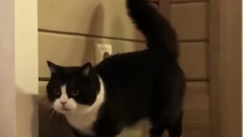 Tuxedo cat having lots of fun