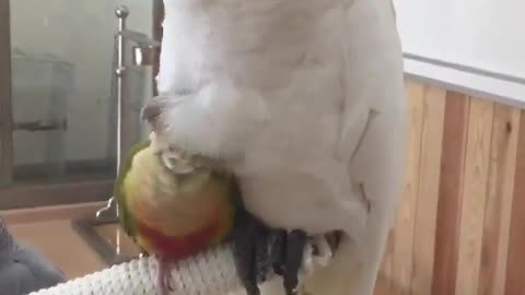 Adorable parrots snuggling