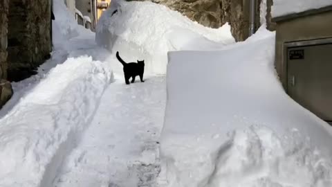 Winter-loving kitty plays in the deep snow