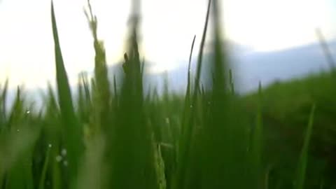 Moving Through Dewy Rice Crops