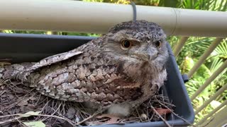 Tawny Frogmouth Raise Chick in Herb Garden