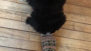 Black puppy barks at camera on wood floor