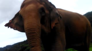 Elephant Highlands, Ban Lao Thailand, elephants being elephants