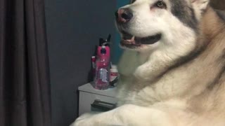 Singing dog howls along to Katy Perry song