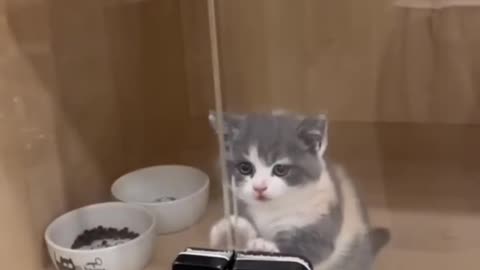 Cute kitty #catvideo #cats #lovecats #cat #catlover #princesscat #kittens
