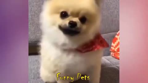 Best Baby Animals & Funny Pets 03 Shorts