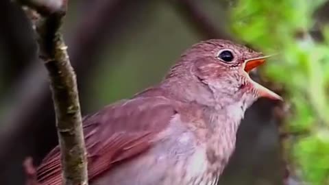 The sound of nightingales in the wild is very melodious, extraordinary