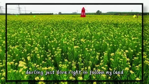 Rapeseed; its words are: you will have everything you want