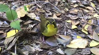 Tiny Bird Gets Human Assist to Safer Ground