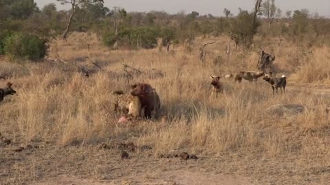 WILD DOGS ATTACK HYENAS