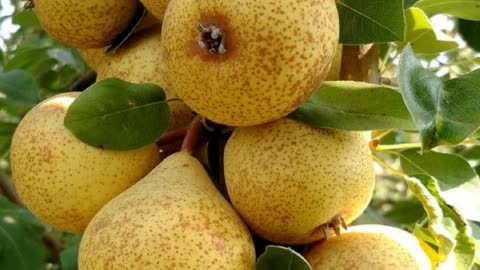 Sweet & simple pears for health