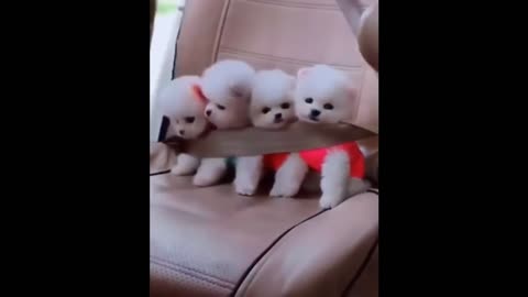 😍 Cute Baby Dogs 😍 5th May 2021