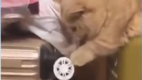 Funny cats clips funny animals clips 02/11/2021 funny cats clips funny video funny baby cats 2021