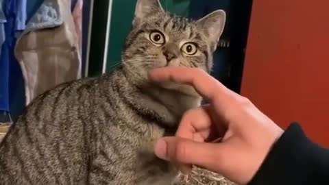 you can't distract this cat ..😯😯