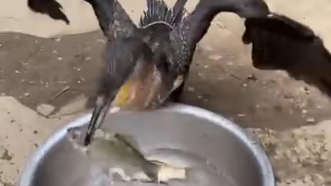 Great cormorant is a bird that eat the whole fish instantly