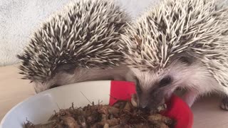 Little Hedgehogs Snacking on Bugs