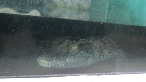 Siamese crocodile is sleeping
