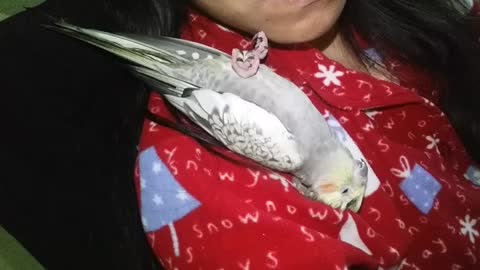 Sleepy cockatiel on my shoulder