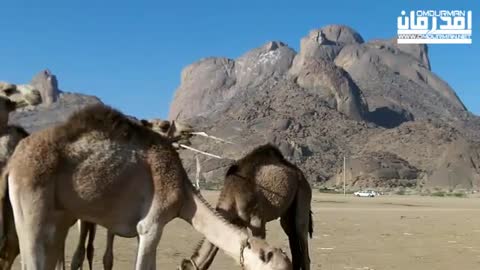 Watch what the camel does if he wants something